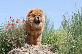CHOW CHOW 124